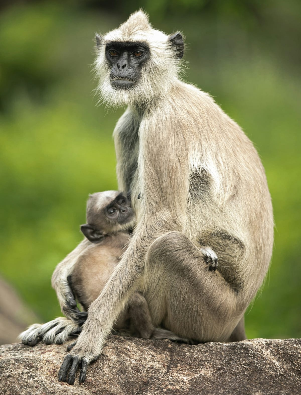 A baby monkey clinging to its parent. 